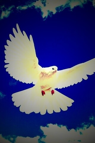 Белый голубь в небе обои