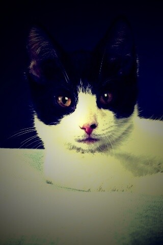 Кот на подушке обои