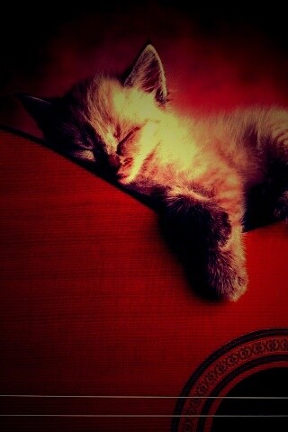 Котенок на гитаре обои