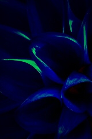 Лепестки обои