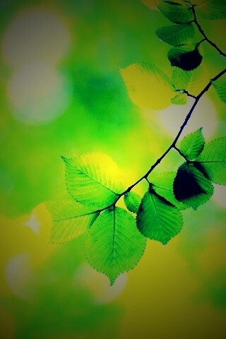 Зеленая ветка с листьями обои