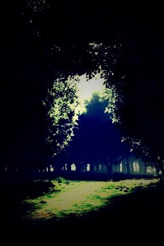 Сумерки в волшебном лесу обои