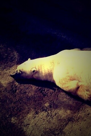 Мы можем их спасти обои