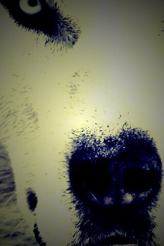 Сибирский хаски обои