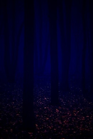 Таинственный лес обои