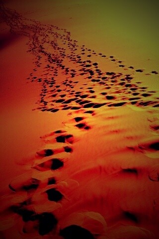 Следы в пустыне обои