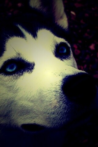 Собака хаски обои