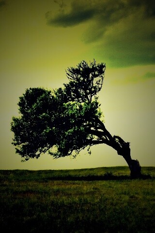 Склоненное дерево обои