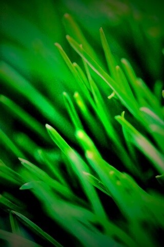 Зеленая свежая трава обои