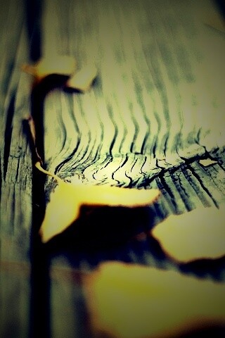 Листья на дощатом полу обои