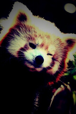 Красная панда подмигивает обои