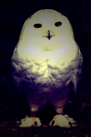 Белая сова обои