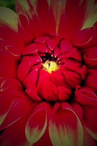 Аленький цветочек обои