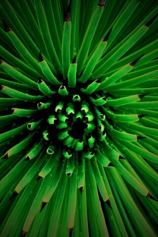 Хищный цветок обои