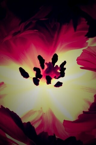 Пылающий цветок обои