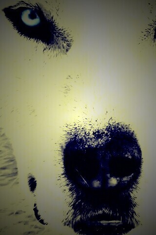 Белый волк обои