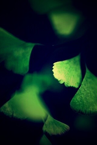 Дикие зеленые листья обои