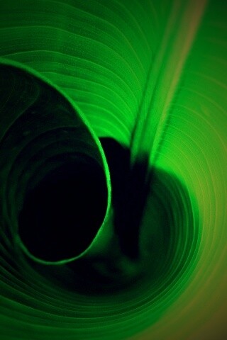 Зеленый лист трубочкой обои