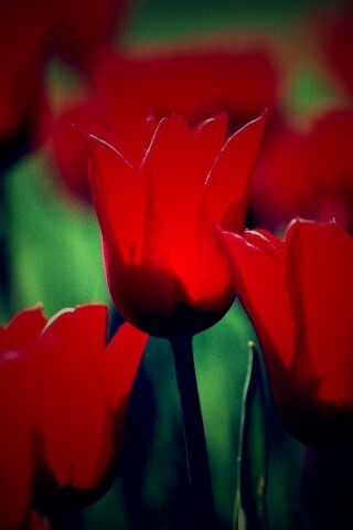 Красные цветы обои