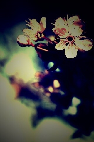 Цветок вишни обои