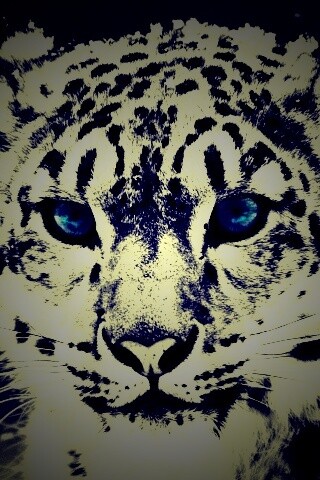 Снежный барс обои