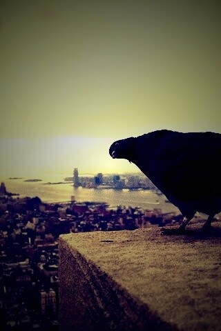 Любознательный голубь обои