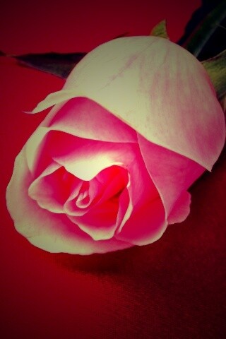 Розовая роза обои