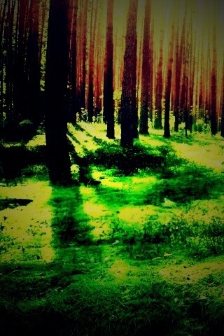 Солнечный лес обои