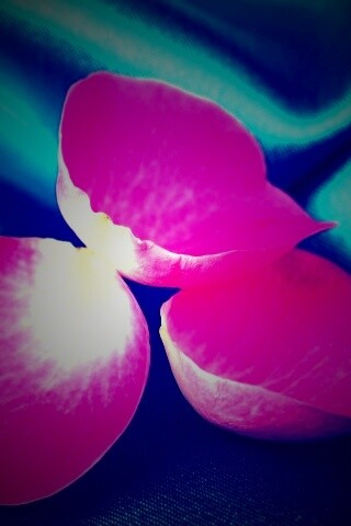 Лепестки розы на голубой ткани обои