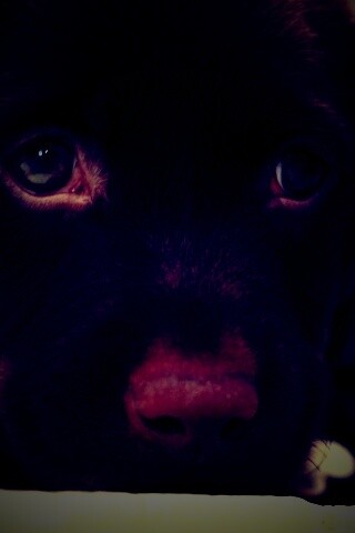 Пушистый шоколадка обои