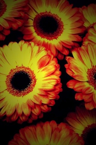 Желтые герберы обои