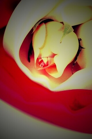 Нераспустившийся цветок розы в шелке обои