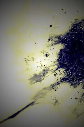 Одуванчик  обои