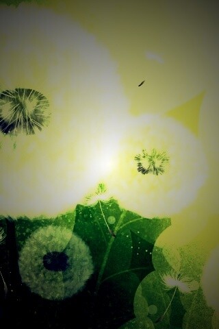 Одуванчики обои