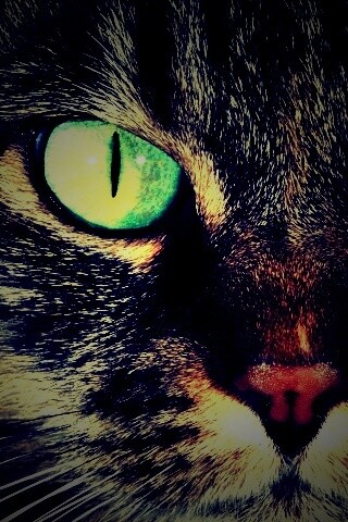 Кошачья морда обои