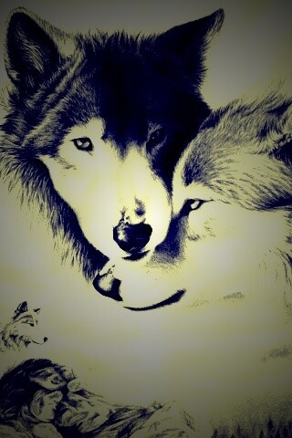 Волки обои