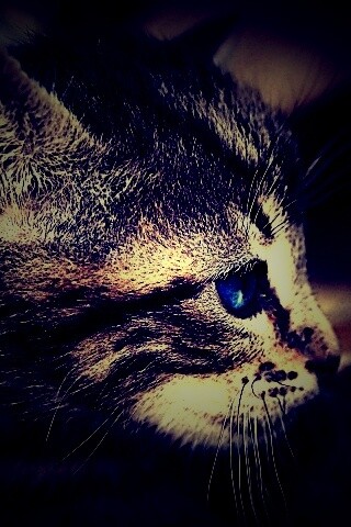 Котенок с голубыми глазами обои