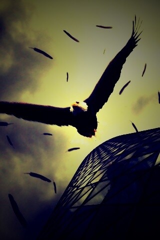 Орлиный полет обои