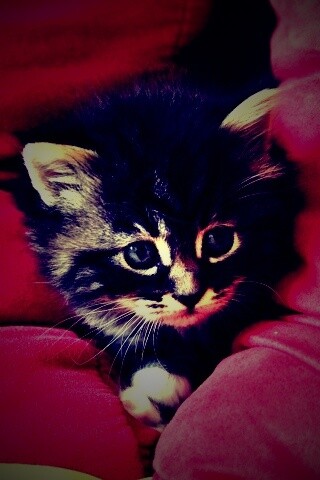 Котенок в подушках обои