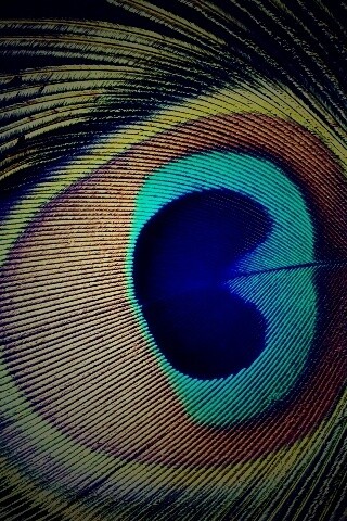 Перо павлина обои