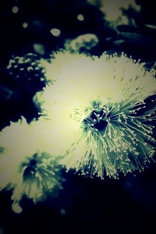 Сказочный цветок обои