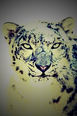 Снежный леопард обои