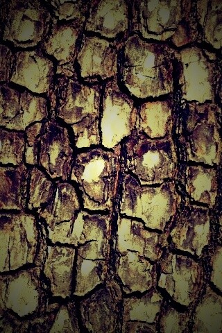 Кора дерева обои