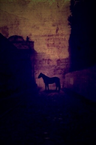 Лошадь в тумане обои