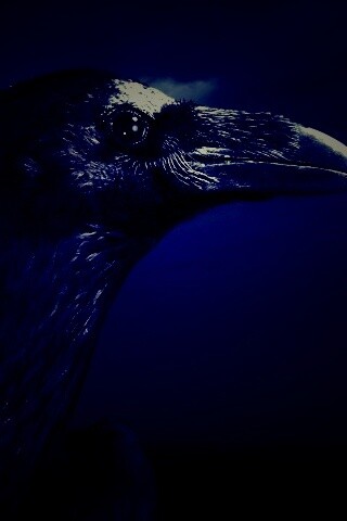 Ворон — гордая птица обои