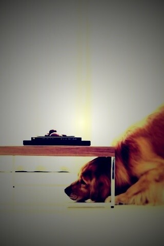 Большая собака под маленький столик обои