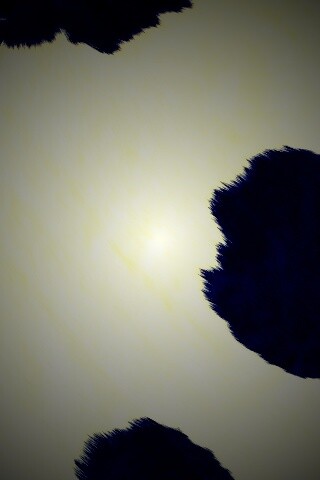 Шкура коровы обои