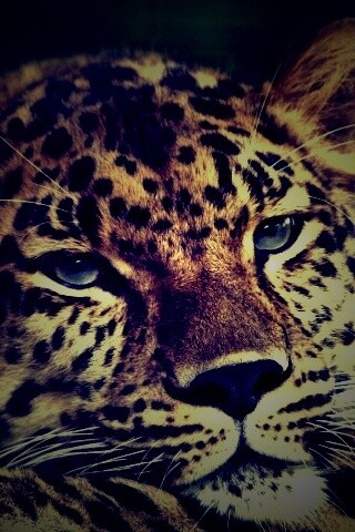 Злопасный ягуляр обои