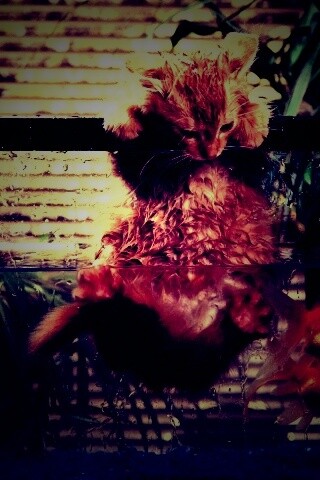 Мокрая киска обои