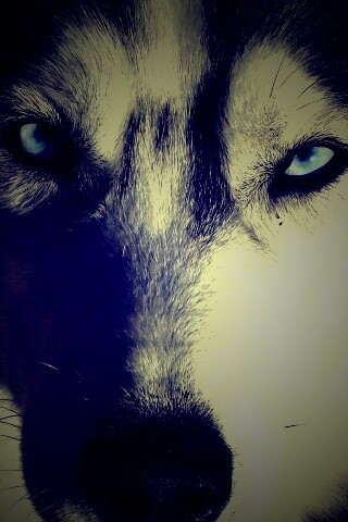 Собака с голубыми глазами обои